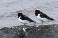 Tjeld  - Eurasian oystercatcher (Haematopus ostralegus)